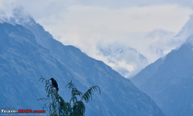 A Magical Afternoon: Munsiyari Bugyal-dsc_2640.jpg