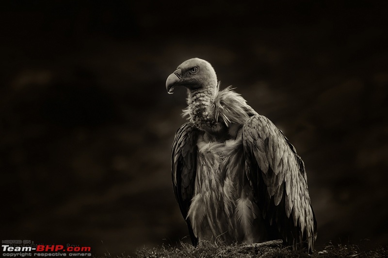 A Magical Afternoon: Munsiyari Bugyal-griffon2.jpg