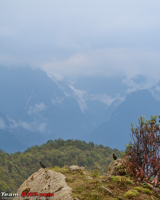 A Magical Afternoon: Munsiyari Bugyal-dsc_2660.jpg