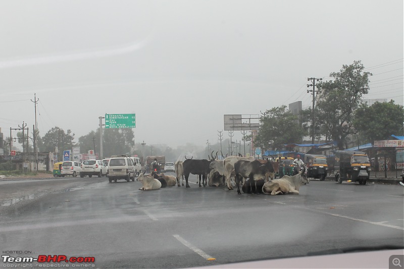 Polo forest, Gujarat: A Janmashtami in the rains-16.jpg