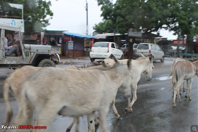 Polo forest, Gujarat: A Janmashtami in the rains-26.jpg