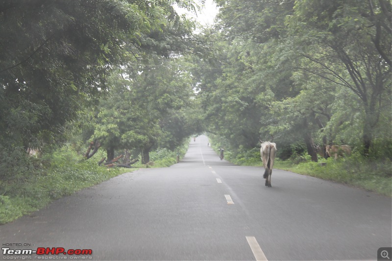 Polo forest, Gujarat: A Janmashtami in the rains-33.jpg