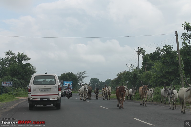 Polo forest, Gujarat: A Janmashtami in the rains-95.jpg