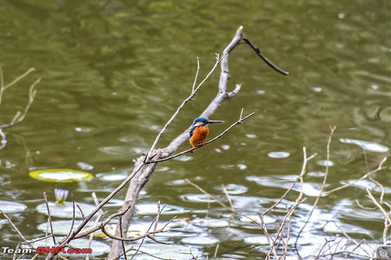 In nature's cradle - Kawasaki chronicles-kingfisher.jpg