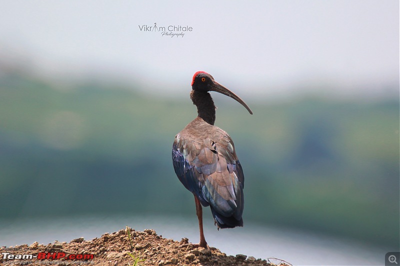 Super Sunday at Bhigwan - A photologue-rednaped-ibis.jpg