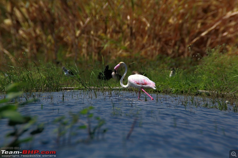 Super Sunday at Bhigwan - A photologue-flamingo.jpg