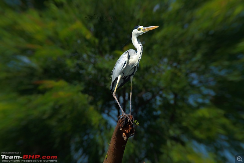 Super Sunday at Bhigwan - A photologue-grey-heron.jpg