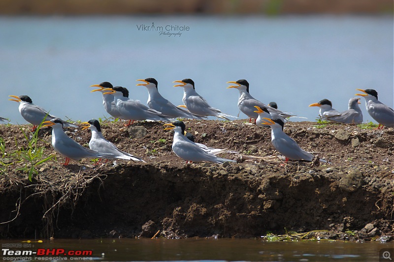Super Sunday at Bhigwan - A photologue-river-terns.jpg