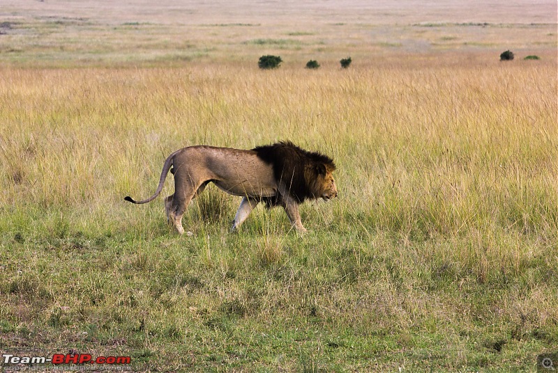 Road-tripping through the African Savanna : Maasai Mara & Zanzibar diaries-img_231723.jpg