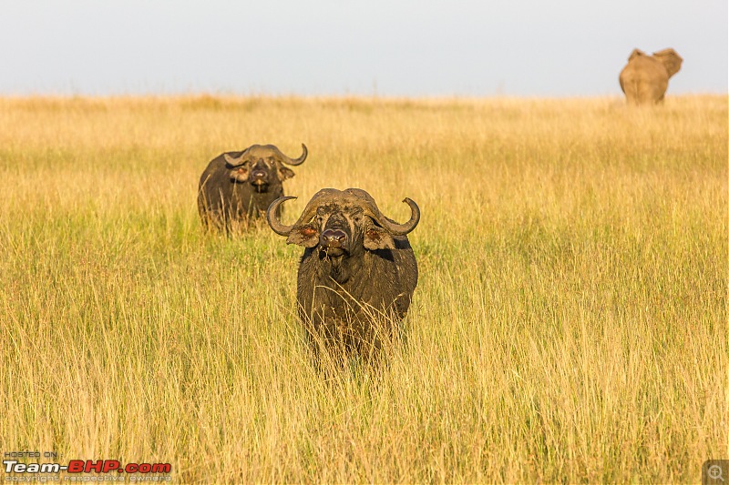 Road-tripping through the African Savanna : Maasai Mara & Zanzibar diaries-img_26542.jpg