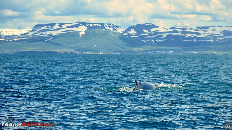 A Roadtrip in Iceland - 66N-3.-blue-whale_2.jpg