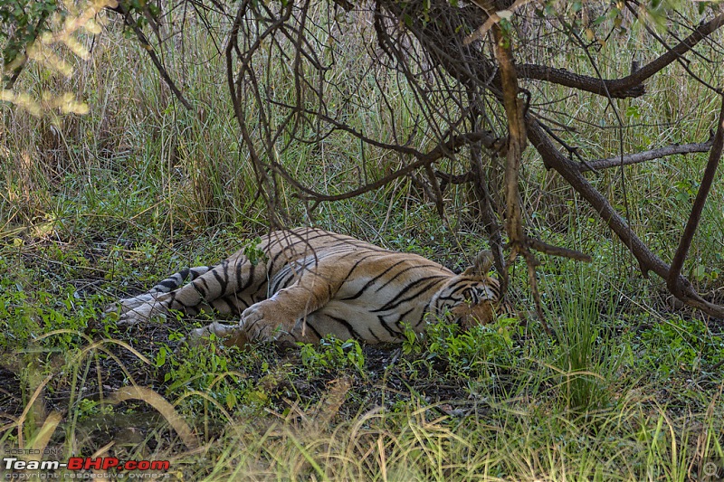 Ranthambore - Land of Tigers and more-rtmb5316.jpg