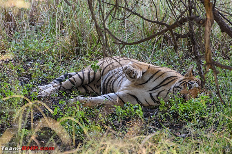 Ranthambore - Land of Tigers and more-rtmb5330.jpg