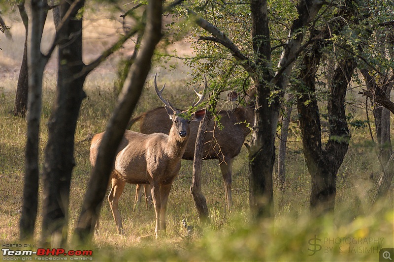 Ranthambore - Land of Tigers and more-rtmb5340.jpg