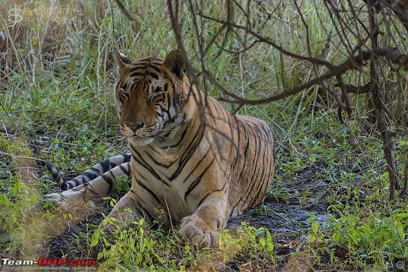 Ranthambore - Land of Tigers and more-rtmb5369.jpg