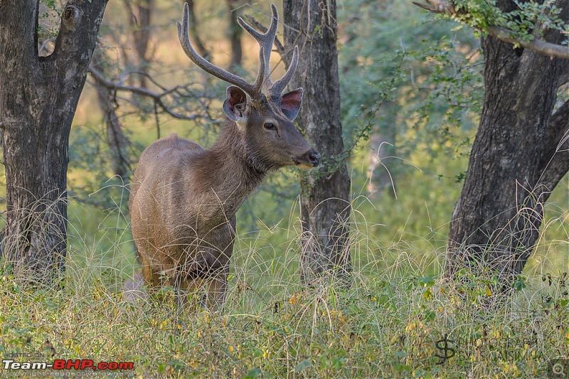 Ranthambore - Land of Tigers and more-rtmb5394.jpg