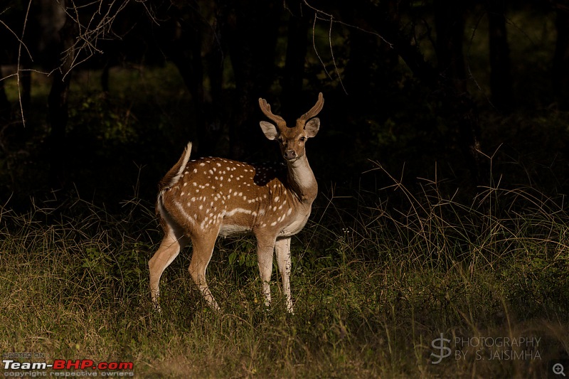 Ranthambore - Land of Tigers and more-rtmb5636.jpg