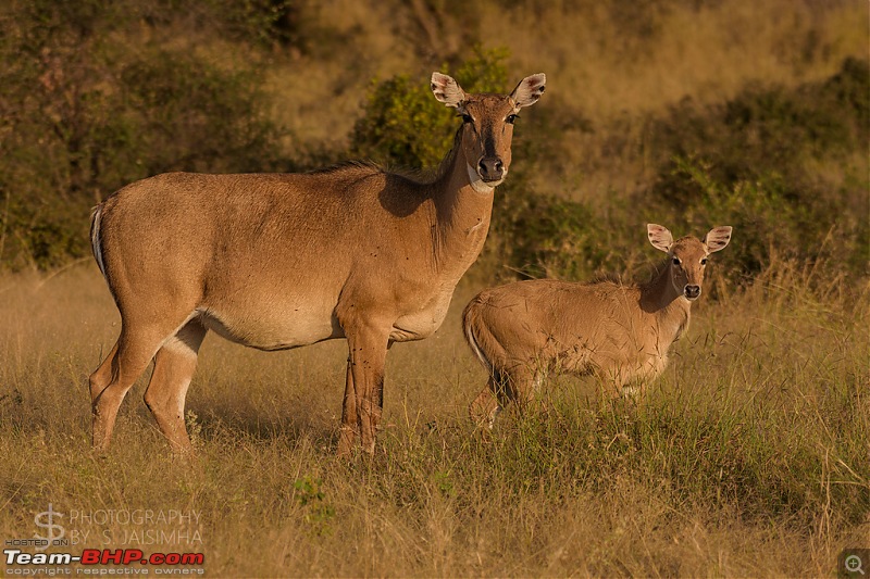 Ranthambore - Land of Tigers and more-rtmb5671.jpg