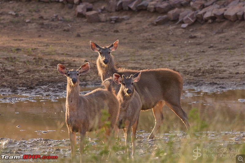 Ranthambore - Land of Tigers and more-rtmb5695.jpg