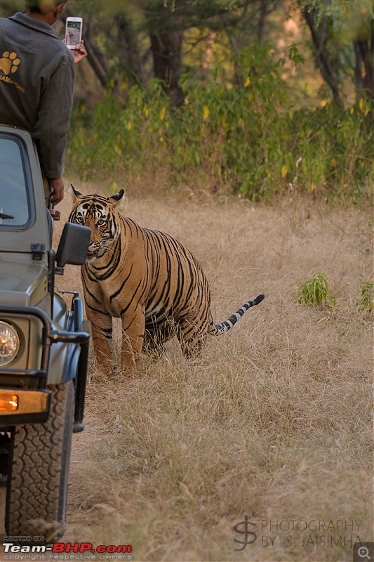 Ranthambore - Land of Tigers and more-rtmb5906.jpg