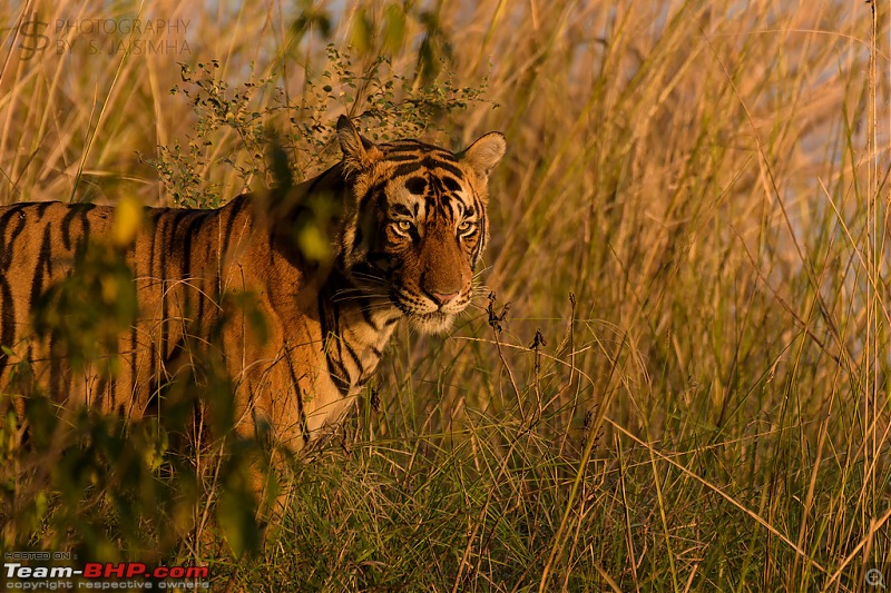 Ranthambore - Land of Tigers and more-rtmb5971.jpg