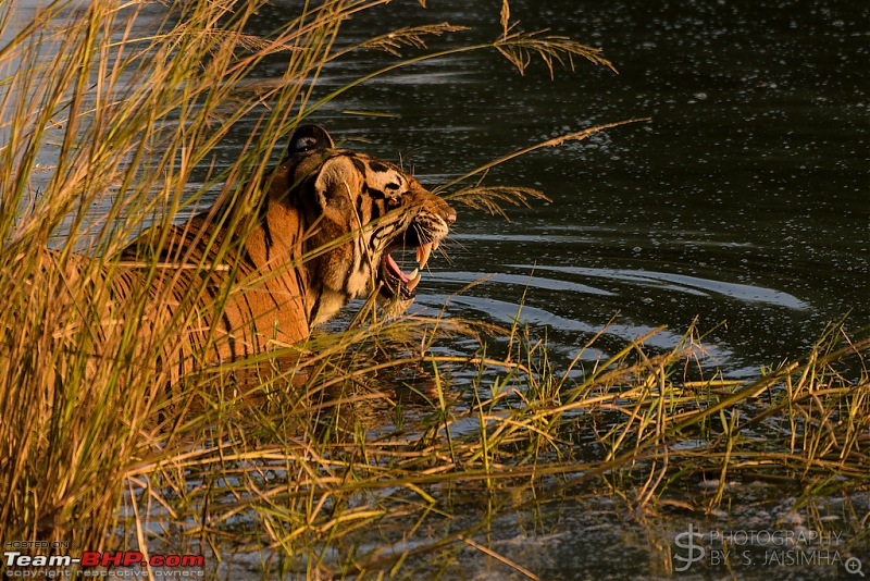 Ranthambore - Land of Tigers and more-rtmb5987.jpg