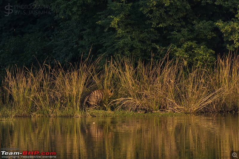 Ranthambore - Land of Tigers and more-rtmb6091.jpg