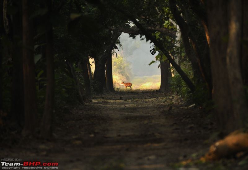 The misty grasslands & haunting sal forests of Dudhwa National Park-nilanjanray_animal_environment2.jpg