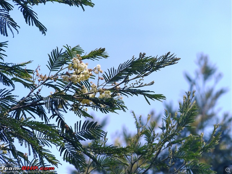 Pun-toured: The beautiful Western Ghats revisited-p1050666.jpg