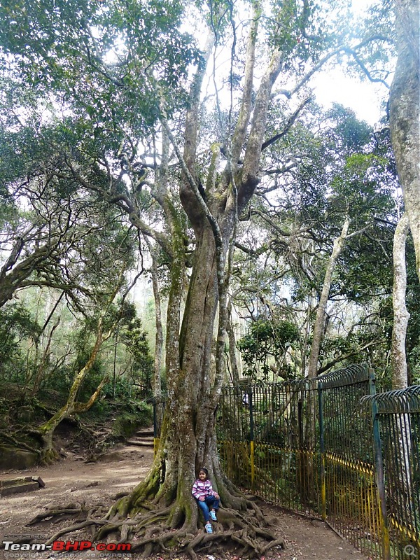 Pun-toured: The beautiful Western Ghats revisited-p1050711.jpg