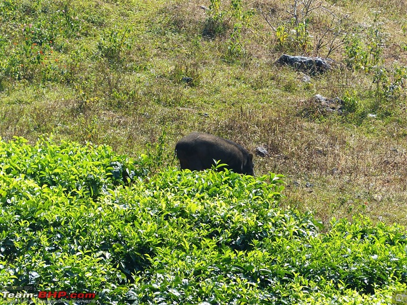 Pun-toured: The beautiful Western Ghats revisited-p1060538.jpg