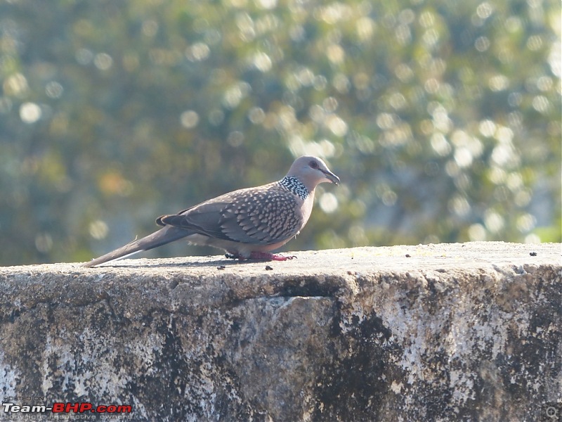 Pun-toured: The beautiful Western Ghats revisited-p1060674.jpg