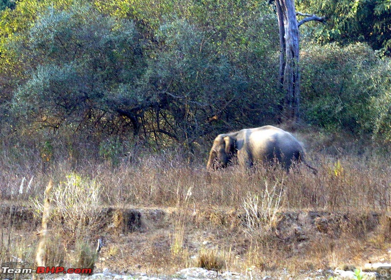 Hawk-On-Fours (H-4) Roadtrip: Rajaji National Park, Chilla | A short vacation & an angry elephant-rajajiafternoon-2.jpg