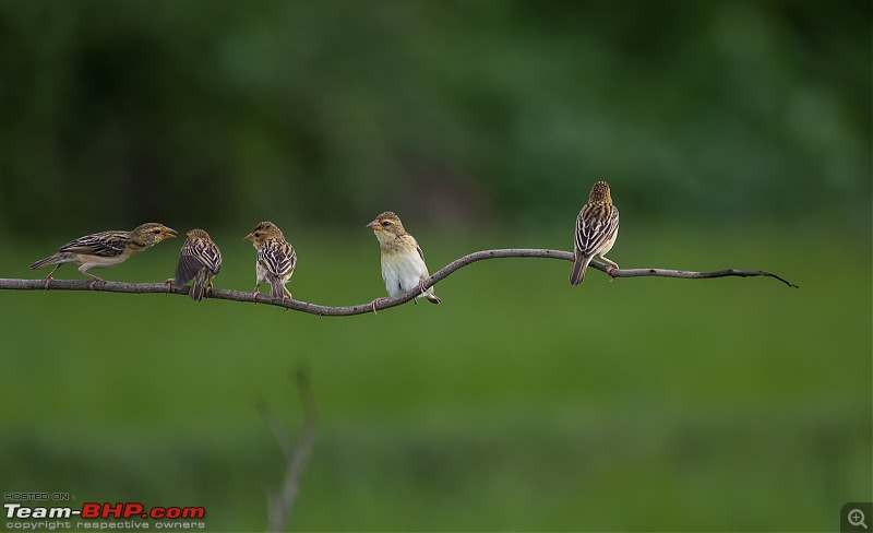 Photologue: Bird watching at Palakkad-_dsc54754.jpg