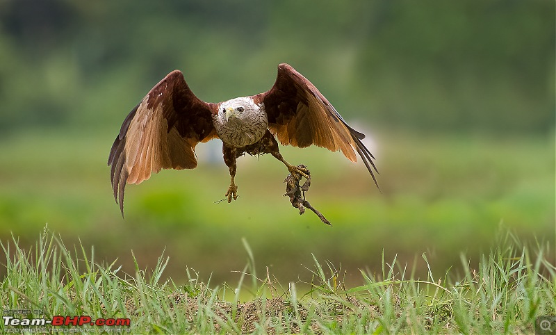 Photologue: Bird watching at Palakkad-_dsc65875edit.jpg