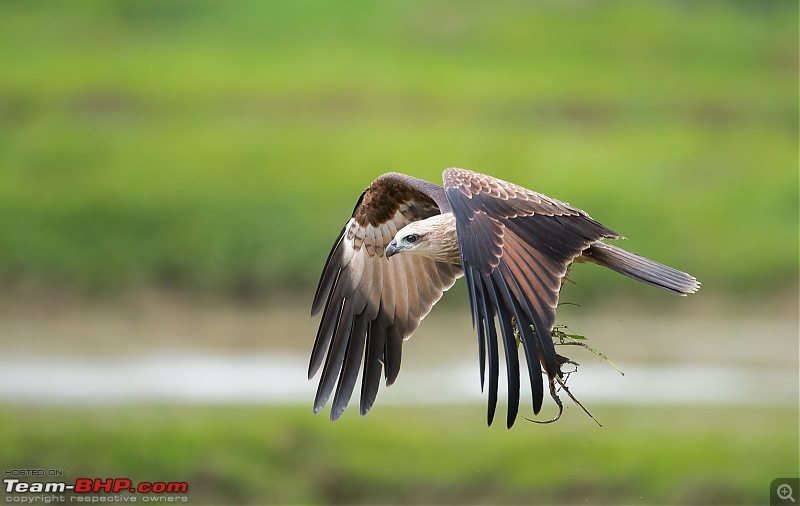 Photologue: Bird watching at Palakkad-_dsc8866.jpg