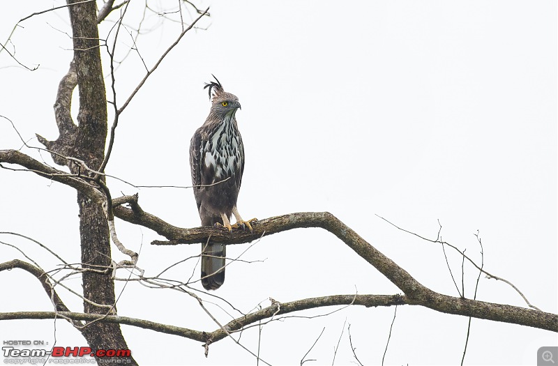 Photologue: Bird watching at Palakkad-_dsc05952.jpg