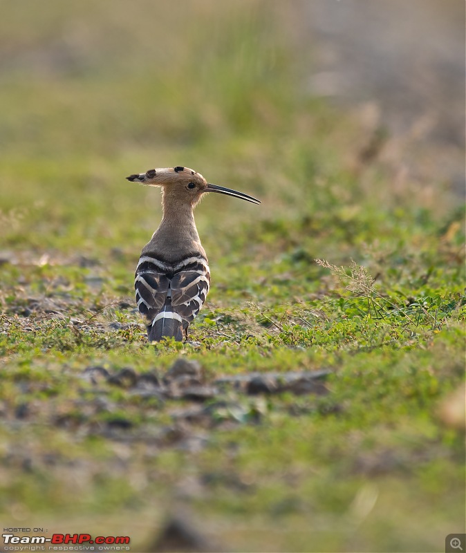 Photologue: Bird watching at Palakkad-_dsc2629edit2.jpg