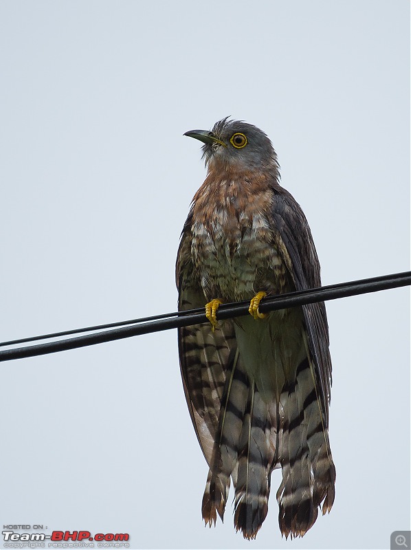 Photologue: Bird watching at Palakkad-_dsc81094.jpg