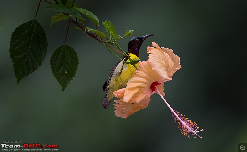 Photologue: Bird watching at Palakkad-_dsc82493.jpg