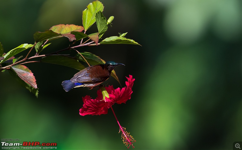 Photologue: Bird watching at Palakkad-_dsc97378.jpg