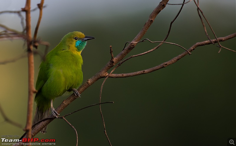 Photologue: Bird watching at Palakkad-_dsc60944.jpg