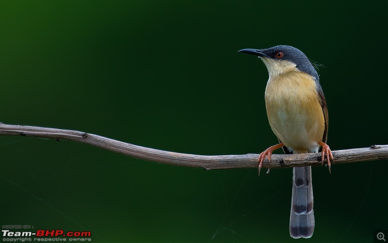 Photologue: Bird watching at Palakkad-_dsc49427.jpg