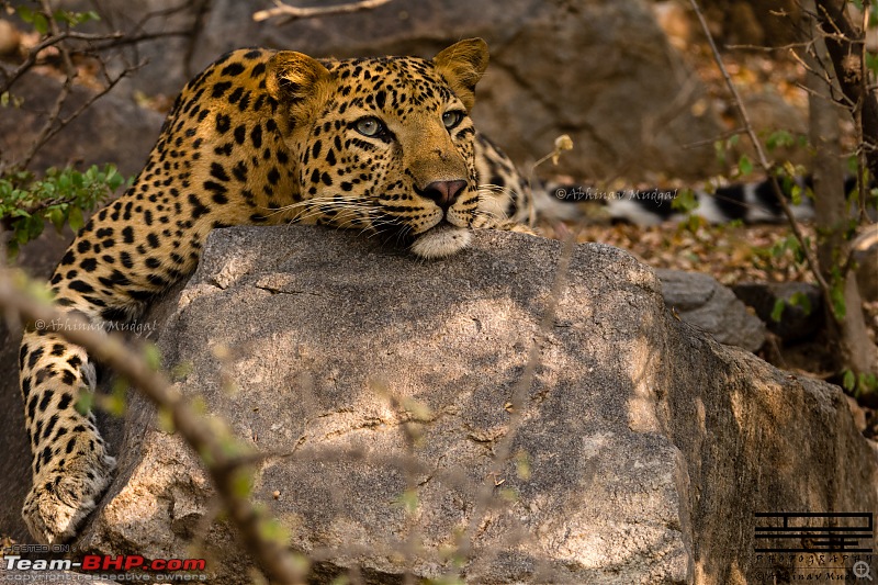 Rambling in the wild : Ranthambore, Jhalana, Bharatpur & more-avi_4080.jpg