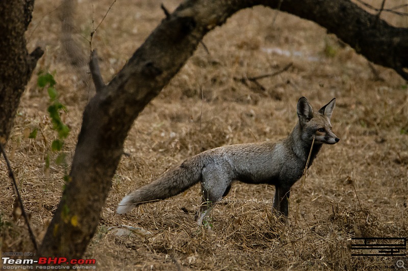 Rambling in the wild : Ranthambore, Jhalana, Bharatpur & more-avi_4216.jpg