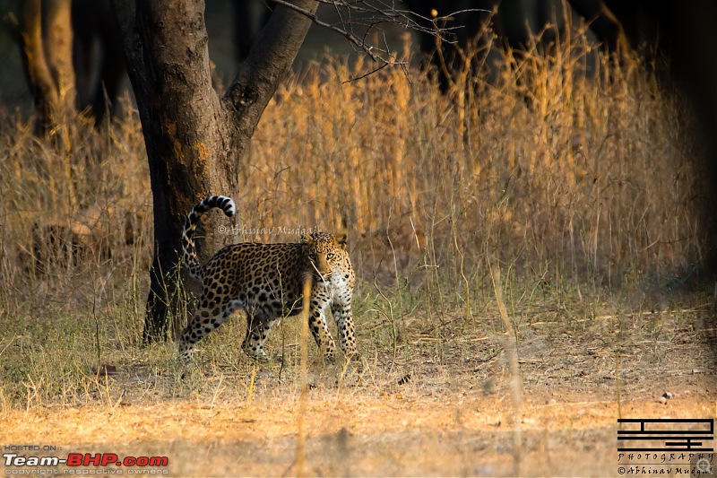 Rambling in the wild : Ranthambore, Jhalana, Bharatpur & more-avi_6204.jpg