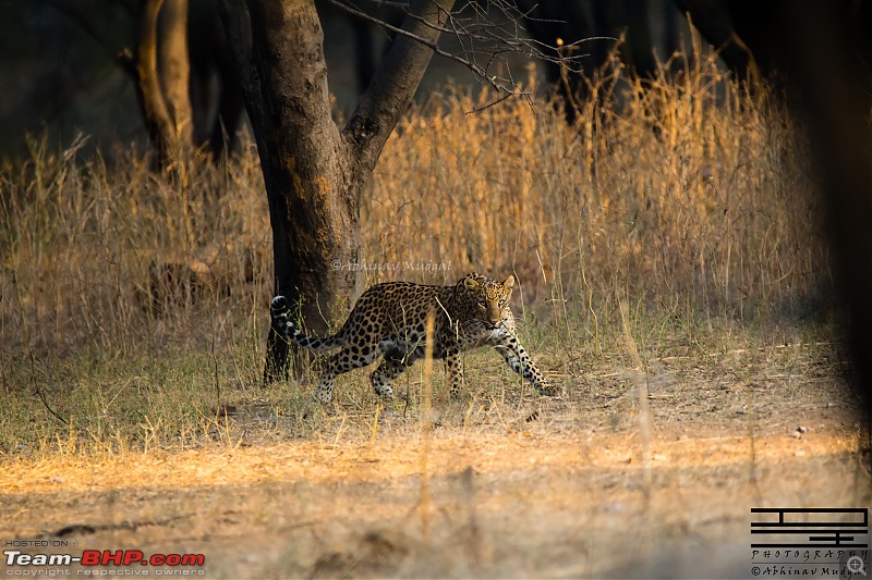 Rambling in the wild : Ranthambore, Jhalana, Bharatpur & more-avi_6215.jpg