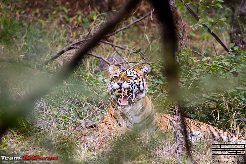 Rambling in the wild : Ranthambore, Jhalana, Bharatpur & more-avi_4445.jpg