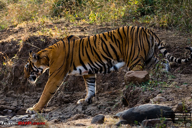 Rambling in the wild : Ranthambore, Jhalana, Bharatpur & more-avi_4479.jpg
