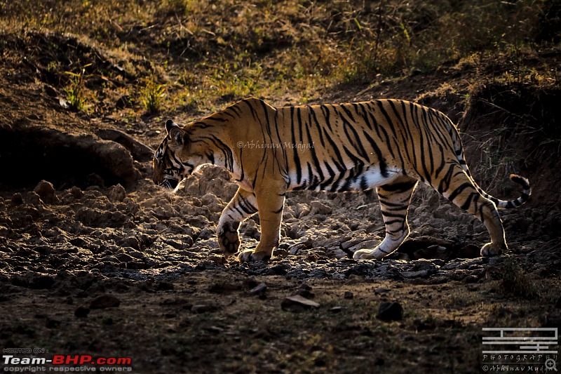 Rambling in the wild : Ranthambore, Jhalana, Bharatpur & more-avi_4482.jpg